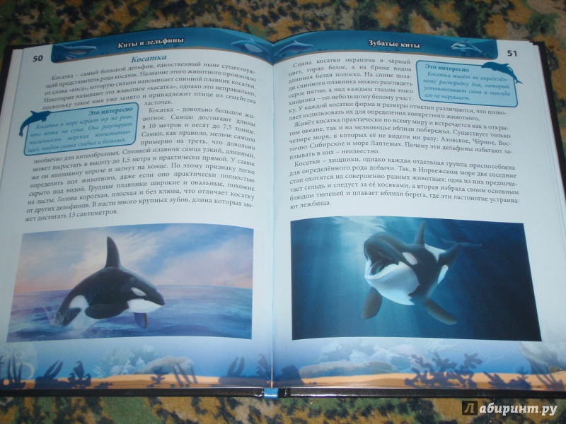 Иллюстрация 9 из 35 для Киты и дельфины - Михаил Савостин | Лабиринт - книги. Источник: солнечная поганка