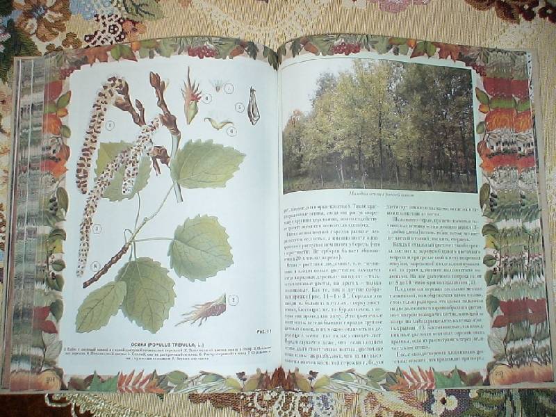 Иллюстрация 18 из 33 для Беседы о русском лесе - Дмитрий Кайгородов | Лабиринт - книги. Источник: Дубровина Наталья