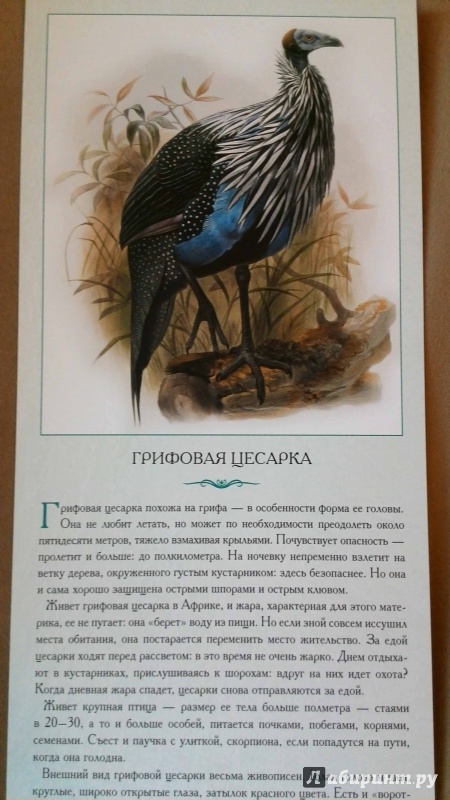 Иллюстрация 9 из 9 для Экзотические птицы. Необычные, причудливые, странные - Л. Жукова | Лабиринт - книги. Источник: Natik1105