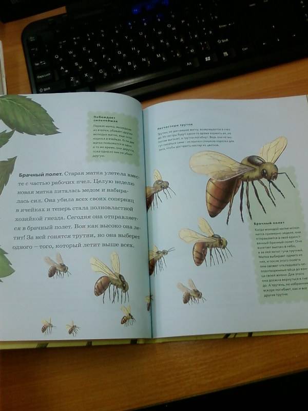 Иллюстрация 29 из 36 для Пчелы, бабочки, стрекозы - Тинг Моррис | Лабиринт - книги. Источник: lettrice
