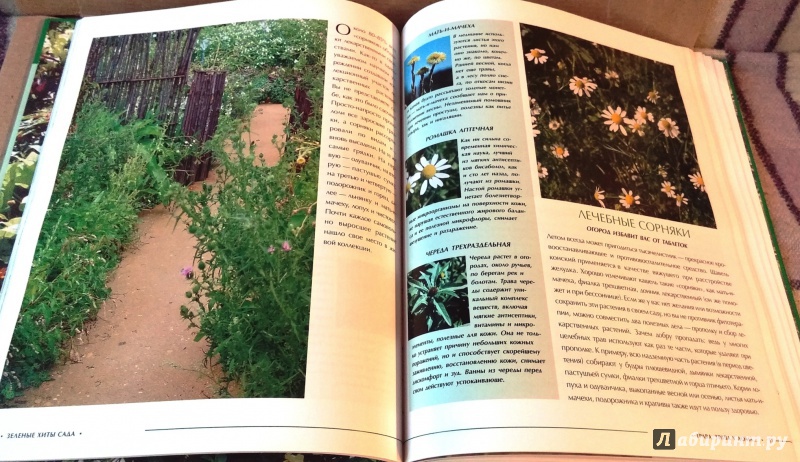 Иллюстрация 14 из 25 для Зеленые хиты сада - Ульяна Анапова | Лабиринт - книги. Источник: Бог в помощь