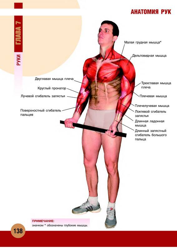Иллюстрация 49 из 55 для Анатомия физических упражнений - Михаил Ингерлейб | Лабиринт - книги. Источник: Ялина