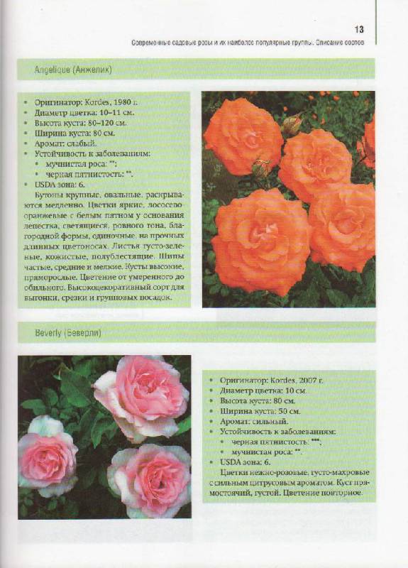 Иллюстрация 6 из 13 для Розы в вашем саду. Выбираем, ухаживаем, наслаждаемся - Тадеуш, Недялков | Лабиринт - книги. Источник: Наталья'