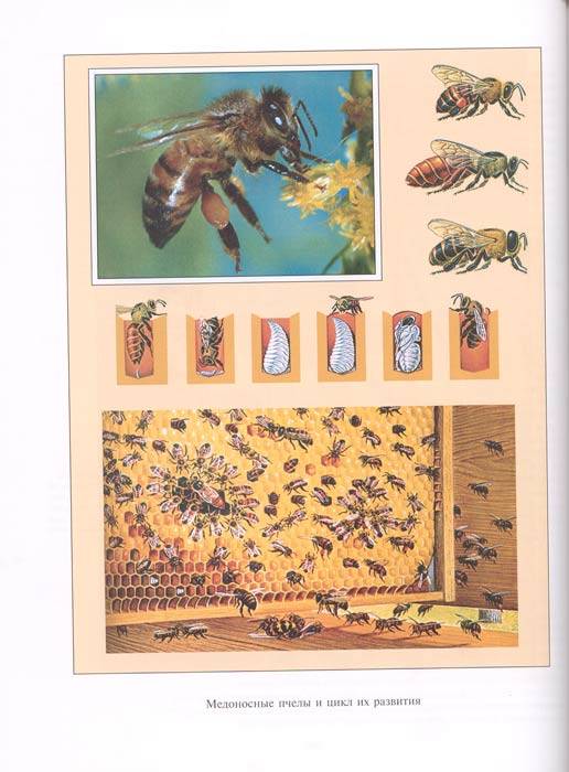 Иллюстрация 3 из 8 для Жизнь насекомых - Жан Фабр | Лабиринт - книги. Источник: Белый Кролик