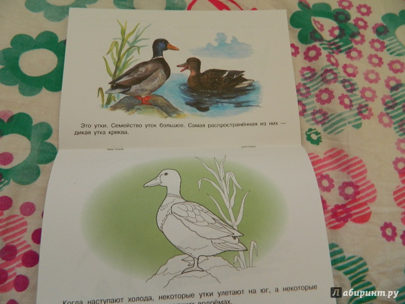 Иллюстрация 18 из 26 для Раскраска "Птицы" | Лабиринт - книги. Источник: Nnatalek