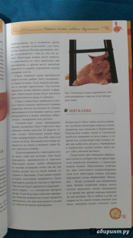 Иллюстрация 18 из 32 для Дрессируем кошку за 10 минут - Мириам Филдс-Бабино | Лабиринт - книги. Источник: Селезнева  Юлия