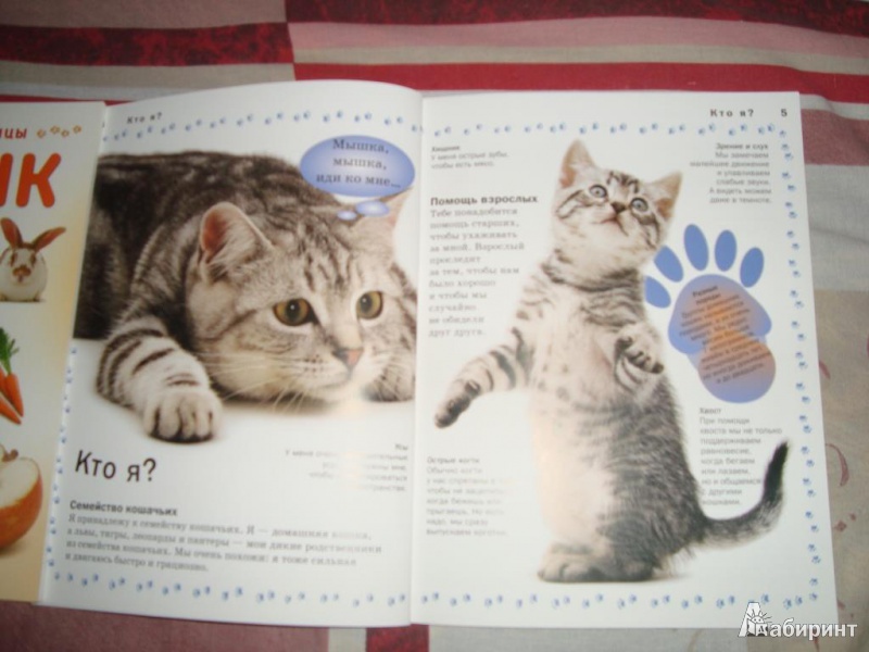 Иллюстрация 12 из 26 для Кошка - Мэтью Рейнер | Лабиринт - книги. Источник: klever429380