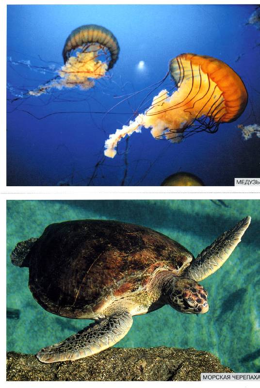 Иллюстрация 18 из 20 для Мир в картинках: Морские обитатели. 3-7 лет | Лабиринт - книги. Источник: РИВА