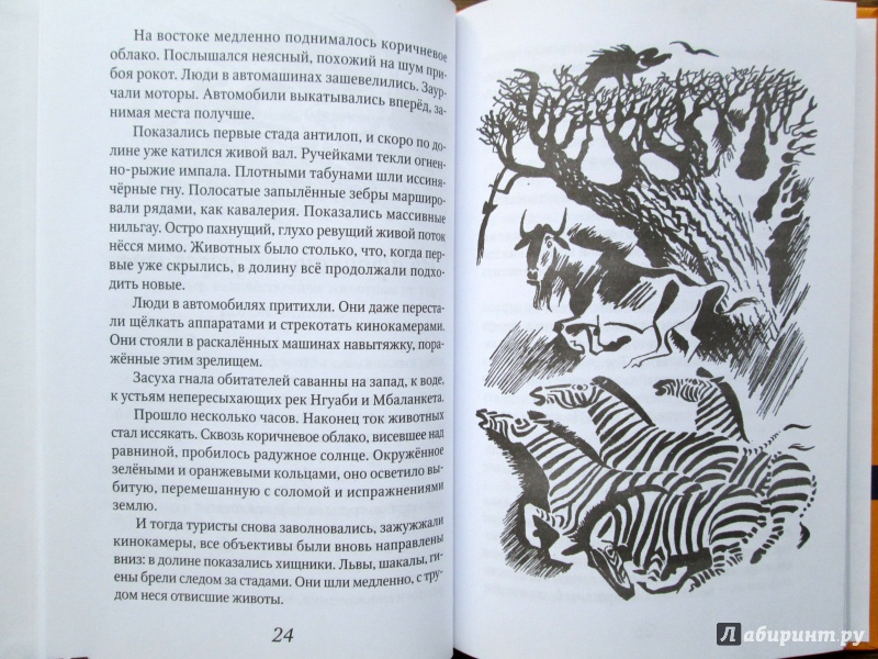 Иллюстрация 6 из 28 для Акула на песке - Святослав Сахарнов | Лабиринт - книги. Источник: Зеленая шляпа