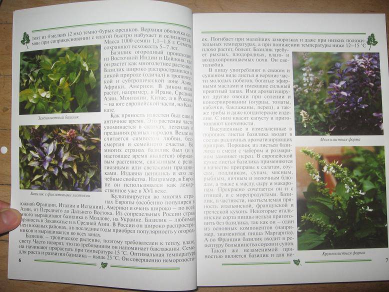 Иллюстрация 3 из 13 для Пряно-вкусовые овощи. Пособие для садоводов-любителей - Гиренко, Зверева | Лабиринт - книги. Источник: Cvetik