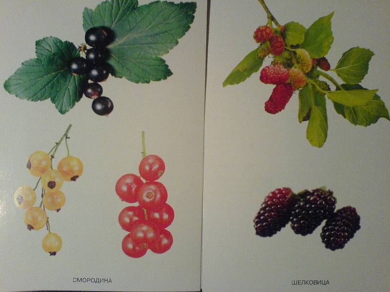 Иллюстрация 4 из 24 для Расскажите детям о садовых ягодах | Лабиринт - книги. Источник: Киви
