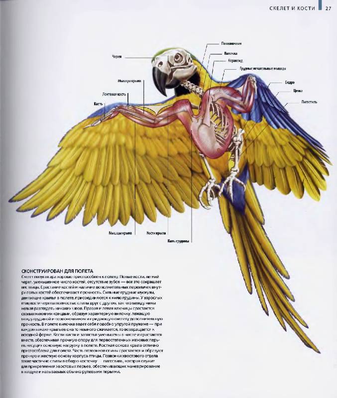 Иллюстрация 30 из 63 для Птицы - Джоанна Бургер | Лабиринт - книги. Источник: Спанч Боб