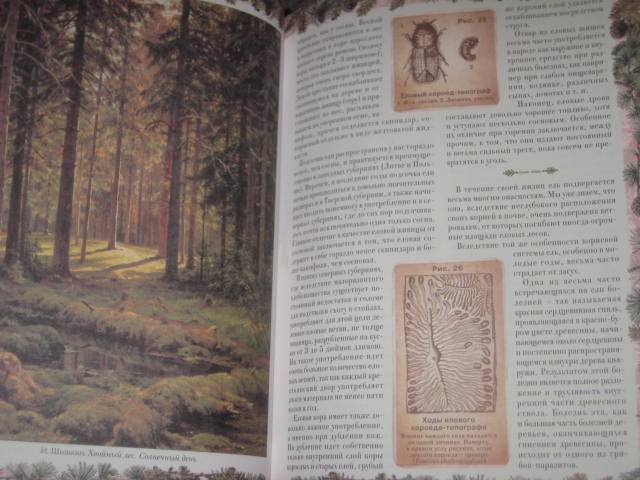 Иллюстрация 31 из 33 для Беседы о русском лесе - Дмитрий Кайгородов | Лабиринт - книги. Источник: ТОЧКА