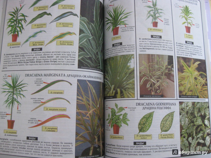 Иллюстрация 11 из 31 для Все о комнатных растениях - Дэвид Хессайон | Лабиринт - книги. Источник: Лабиринт