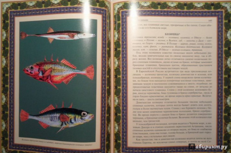 Иллюстрация 8 из 15 для Русская рыбалка | Лабиринт - книги. Источник: Елизовета Савинова