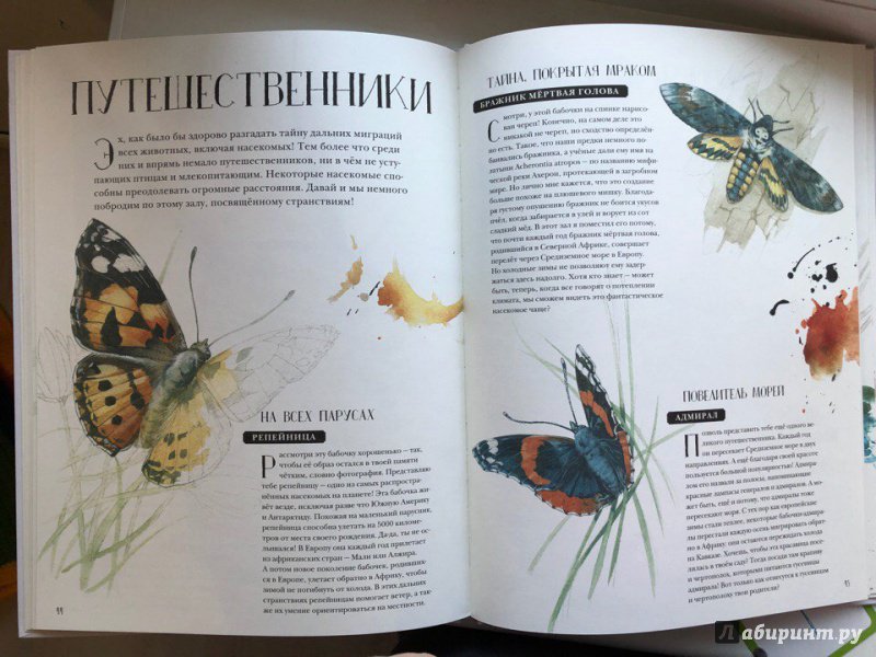 Иллюстрация 27 из 127 для Музей живых насекомых - Франсуа Лассерр | Лабиринт - книги. Источник: ira_shi
