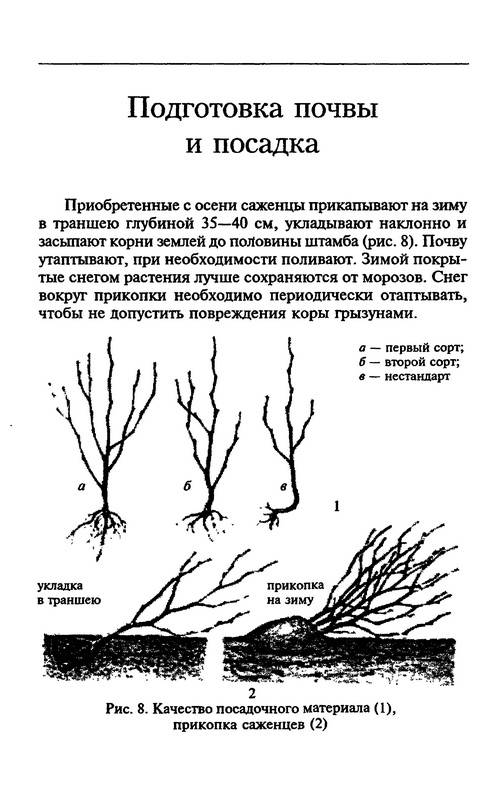 Иллюстрация 6 из 10 для Слива, алыча, терн - Михеев, Симонов | Лабиринт - книги. Источник: Ялина