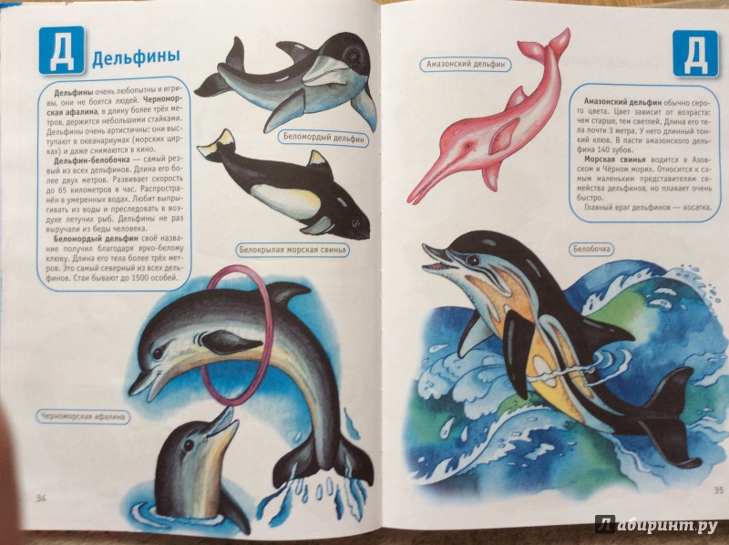Иллюстрация 13 из 30 для Океаны и моря | Лабиринт - книги. Источник: Умная Дуня