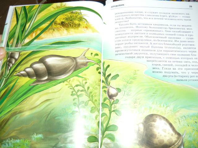 Иллюстрация 8 из 49 для Жизнь в пресной воде - Сергей Афонькин | Лабиринт - книги. Источник: Ромашка:-)