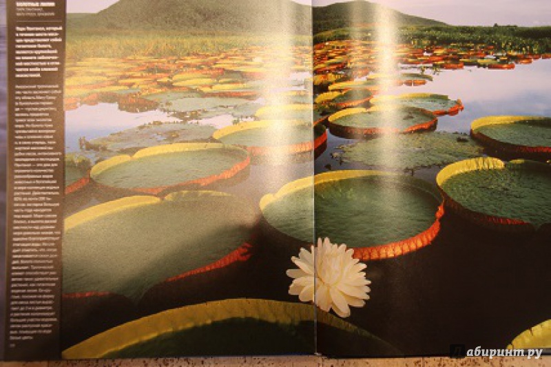 Иллюстрация 7 из 26 для Чудеса природы | Лабиринт - книги. Источник: Акико