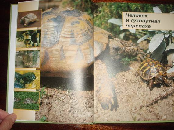 Иллюстрация 26 из 35 для Сухопутные черепахи - Райнер Прашага | Лабиринт - книги. Источник: gekky_N