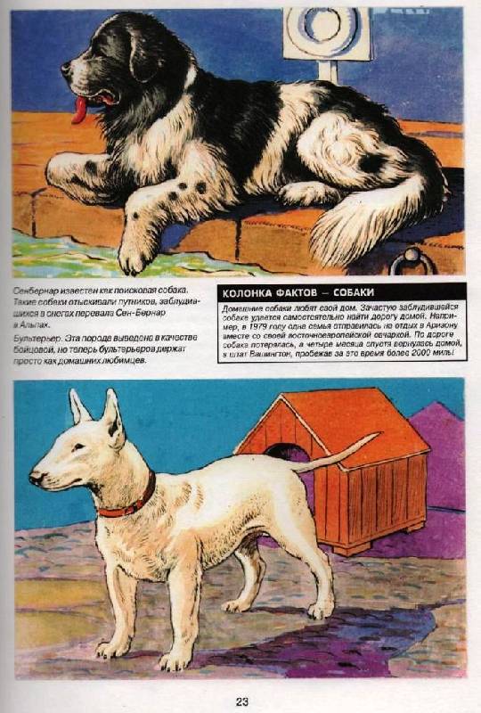Иллюстрация 8 из 37 для Энциклопедия животных | Лабиринт - книги. Источник: Zhanna