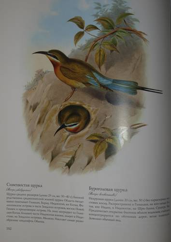 Иллюстрация 13 из 22 для Птицы Азии - Джон Гульд | Лабиринт - книги. Источник: Наталья Бухтиярова