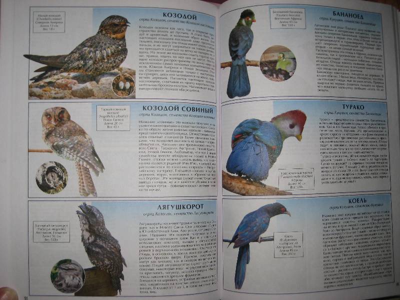 Иллюстрация 5 из 20 для Все о птицах - А. Шаронов | Лабиринт - книги. Источник: ТОЧКА