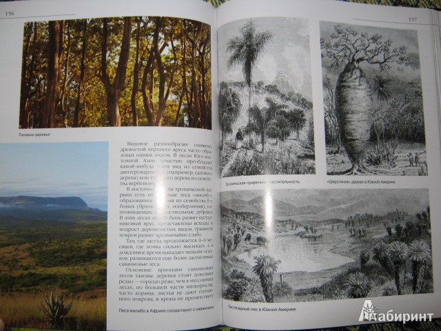 Иллюстрация 50 из 50 для В мире растений - Дикарева, Леонова | Лабиринт - книги. Источник: Евгения39