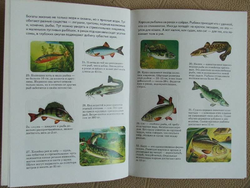 Иллюстрация 1 из 4 для Сборник-3: Рыбы, кошки, бабочки, собаки - А. Бугаев | Лабиринт - книги. Источник: Сороконожка