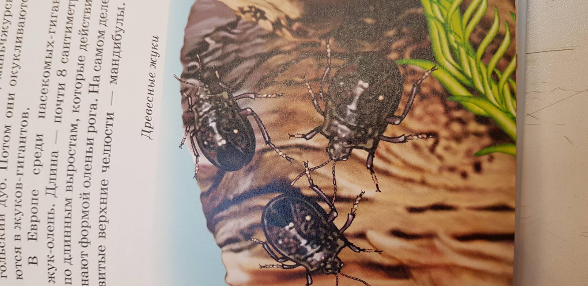 Иллюстрация 40 из 40 для Жуки и другие удивительные насекомые - Сергей Афонькин | Лабиринт - книги. Источник: Marimora