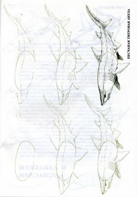 Иллюстрация 27 из 33 для Рисуем 50 акул, китов и других морских животных - Эймис, Бадд | Лабиринт - книги. Источник: bagirchik