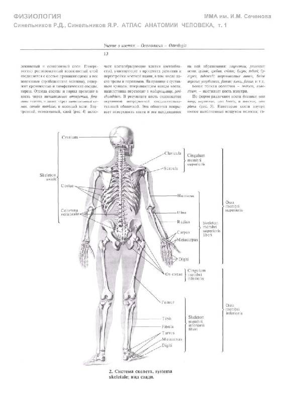 Иллюстрация 25 из 33 для Атлас анатомии человека. В 4-х томах. Том 1. Учебное пособие - Синельников, Синельников, Синельников | Лабиринт - книги. Источник: Флинкс
