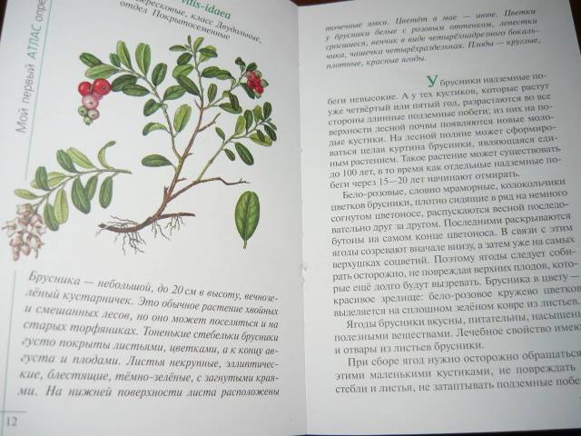 Иллюстрация 2 из 15 для Атлас: Растения леса (3220) - Козлова, Сивоглазов | Лабиринт - книги. Источник: Ромашка:-)