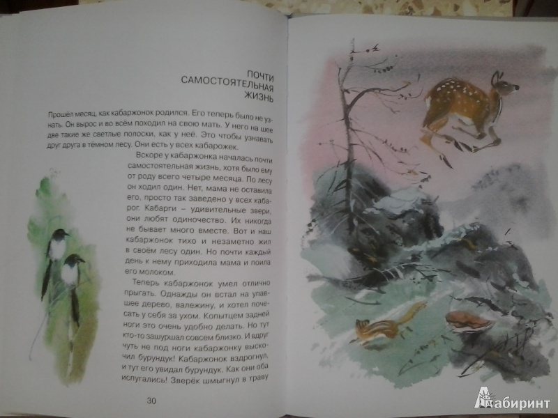 Иллюстрация 15 из 45 для Заячье зеркало - Семен Устинов | Лабиринт - книги. Источник: Dogdik