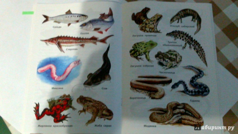 Иллюстрация 33 из 38 для Рыбы, амфибии, рептилии. Начальная школа. ФГОС | Лабиринт - книги. Источник: Зайцева  Наталья