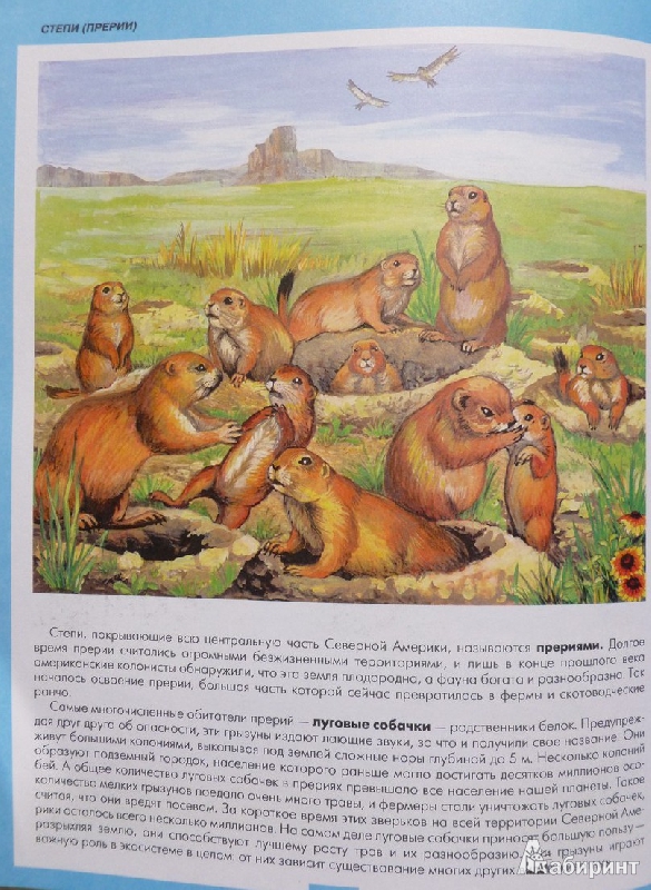 Иллюстрация 23 из 31 для Атлас животных | Лабиринт - книги. Источник: дева