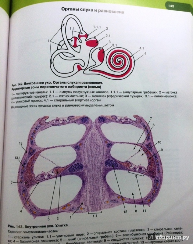 Иллюстрация 18 из 33 для Гистология, цитология и эмбриология. Атлас - Быков, Юшканцева | Лабиринт - книги. Источник: Космос