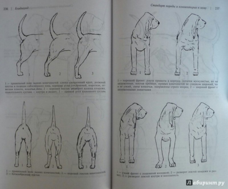 Иллюстрация 10 из 27 для Бладхаунд - Бри, Рид | Лабиринт - книги. Источник: SiB