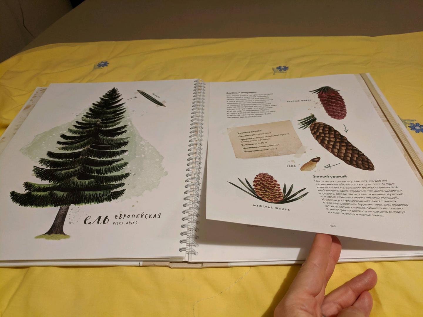 Иллюстрация 111 из 126 для Мой гербарий. Листья деревьев - Анна Васильева | Лабиринт - книги. Источник: Krutova-Harper Olga