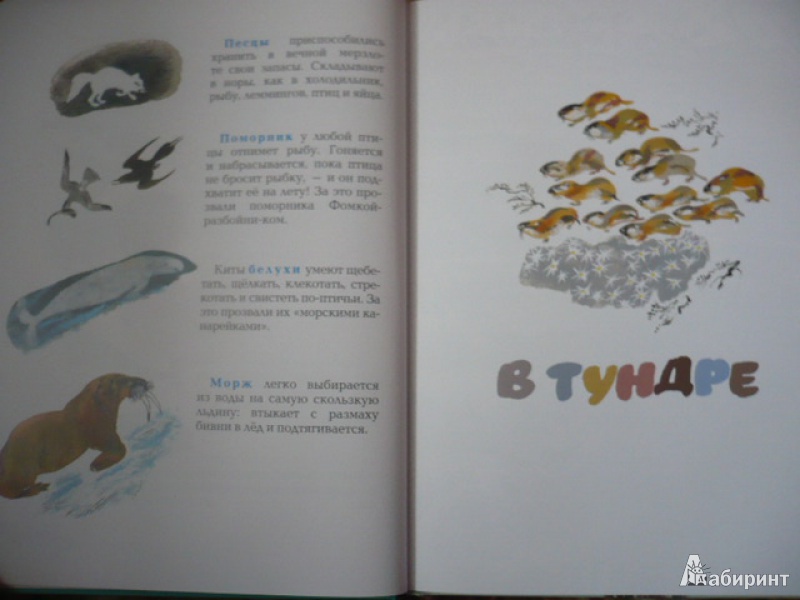 Иллюстрация 26 из 52 для С севера на юг - Николай Сладков | Лабиринт - книги. Источник: angela_kvitka