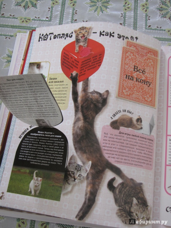 Иллюстрация 21 из 40 для Кошки. Подарок для всех, кто влюблен в кошек - Жан Кювелье | Лабиринт - книги. Источник: Nalyc