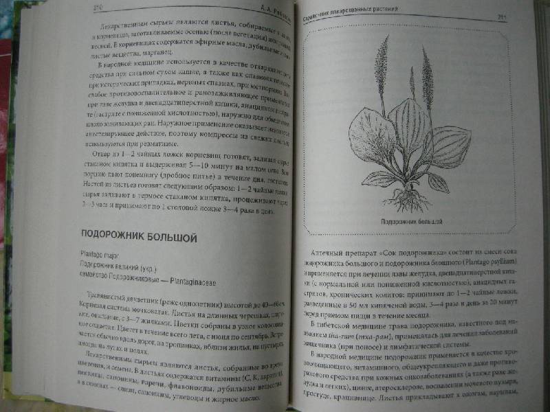 Иллюстрация 9 из 10 для Справочник лекарственных растений - Андрей Рябоконь | Лабиринт - книги. Источник: Chedi