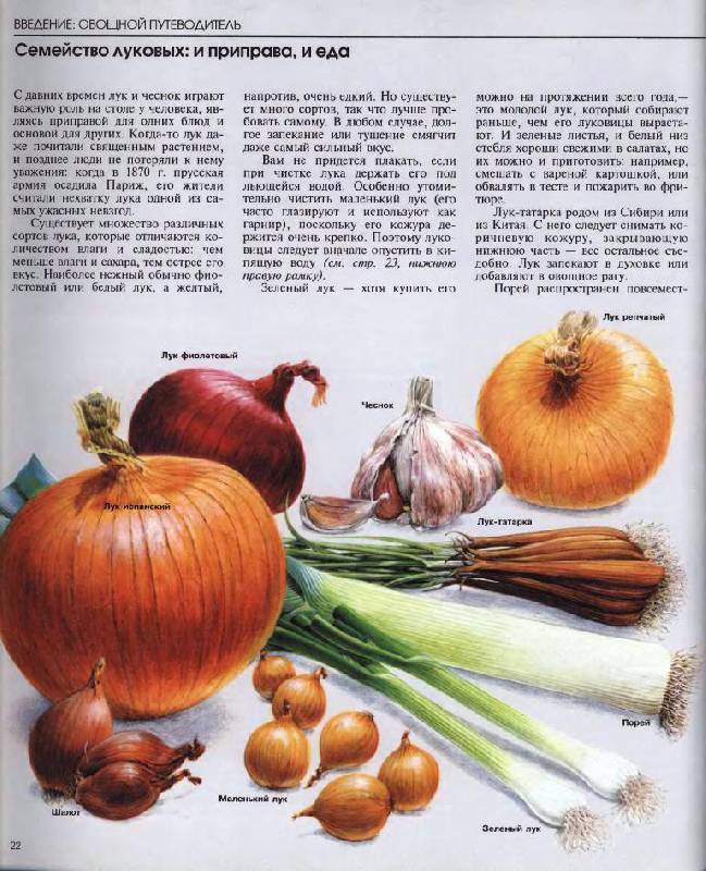 Иллюстрация 24 из 49 для Овощи | Лабиринт - книги. Источник: Юта