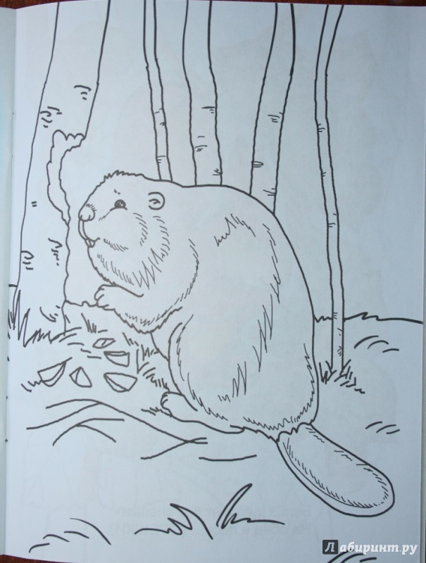 Иллюстрация 30 из 34 для У зверей лесной обед - Юрий Чичев | Лабиринт - книги. Источник: Рудис  Александра