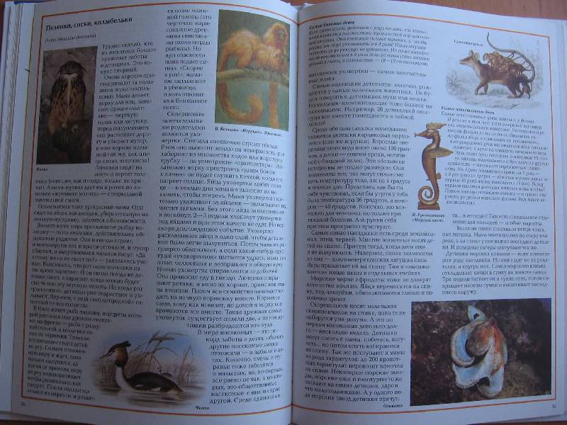 Иллюстрация 5 из 50 для Самые-самые в мире животных - Светлана Лаврова | Лабиринт - книги. Источник: Red cat ;)