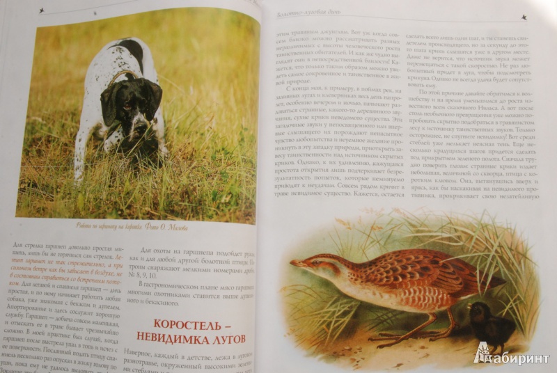 Иллюстрация 10 из 39 для Охота на пернатую дичь - Олег Малов | Лабиринт - книги. Источник: bailadora