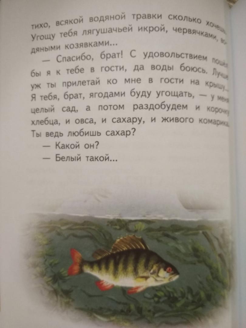 Иллюстрация 49 из 62 для Медведко - Дмитрий Мамин-Сибиряк | Лабиринт - книги. Источник: Чебыкина  Марина