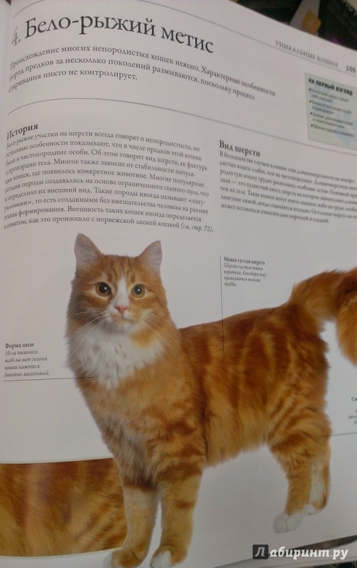 Иллюстрация 11 из 14 для Все породы кошек - Дэвид Элдертон | Лабиринт - книги. Источник: Annexiss