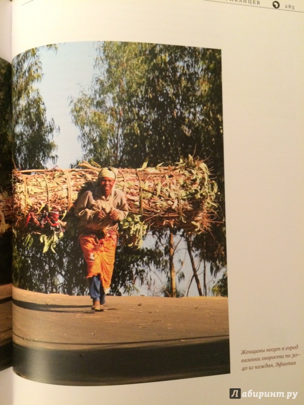 Иллюстрация 15 из 30 для Что такое Африка - Бабаев, Архангельская | Лабиринт - книги. Источник: totkate